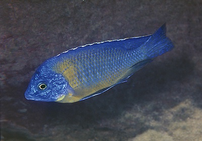 Protomelas sp. 'steveni imperial' Thundu